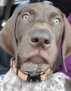 Meet your Posher, Alex